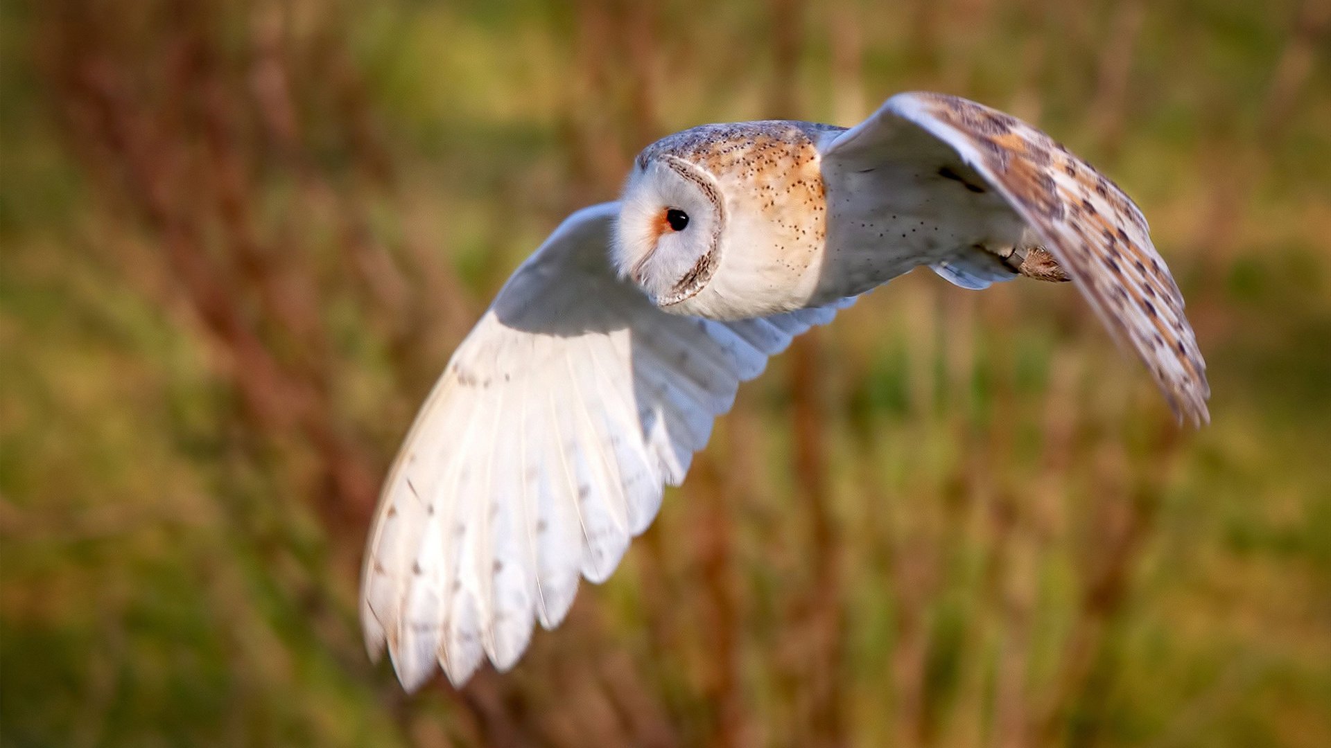 帕尔默爆发点燃战火，波兰铁骑冲垮马德里竞技神话