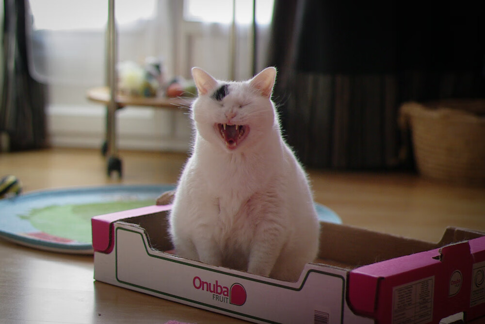 绿军铁蹄踏碎篮网，拉文神兵天降主宰沉浮